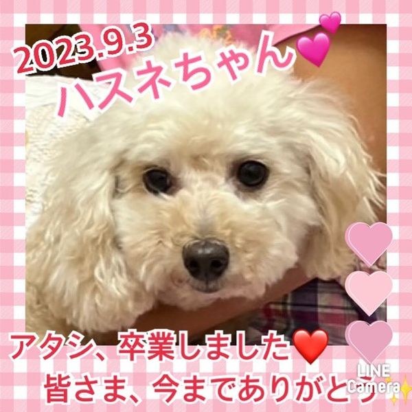 ★ハスネ★2023,5,5ー2023,9,3【保護犬カフェ天神橋店】